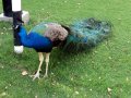 �����. �������. ����, ���������...
