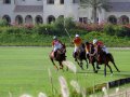 .   (Dubai Polo and Equestrian Club). !