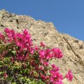 ����� ���� ����� (Hatta Fort Hotel)